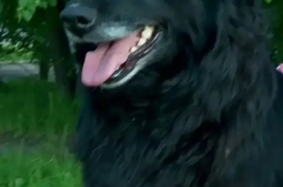 Пропала слепая собака Шери в Кукарино