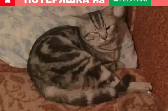 Найдена кошка с сломанными задними ногами в районе северная, Владимир