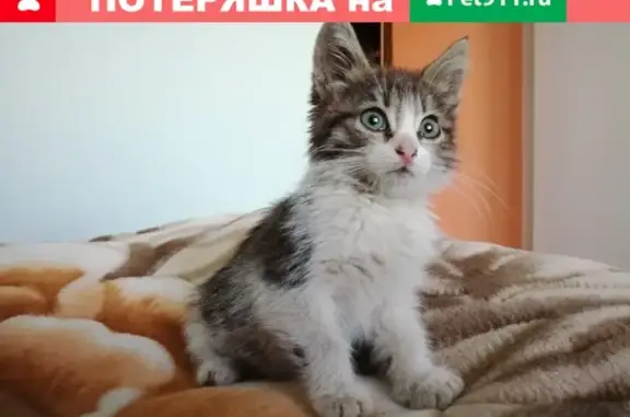 Найдена кошка на Парижской Коммуне 16 в Иваново