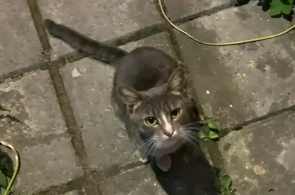 Найден кот на ул. Шагова в Костроме