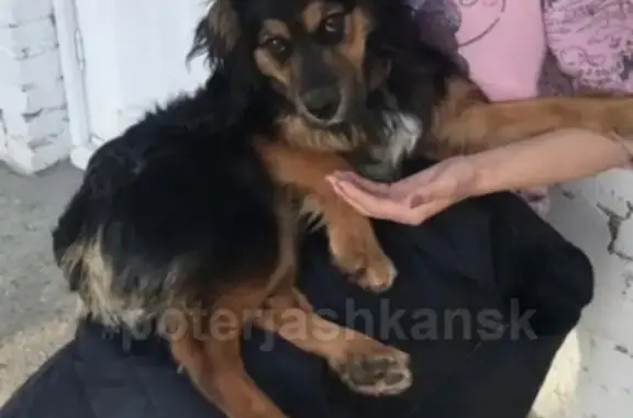 Найдена собака в посёлке Элитный Новосибирск