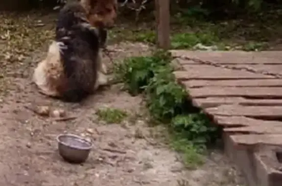 Пропала собака Берта, ул. Комсомольская, Кашин.