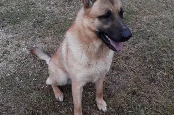 Собаки потеряшки, поселок Пальцево, фото: Потеряшка собака в Пальцево, Смирново: кобель, 2 года, метис немецкой и бельгийской овчарки.