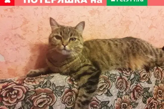 Пропала кошка в Петрозаводске, ул. Нойбранденбургская, рядом со школой N39