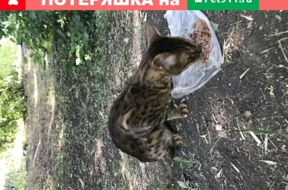 Кошка леопардового цвета найдена в Тамбове