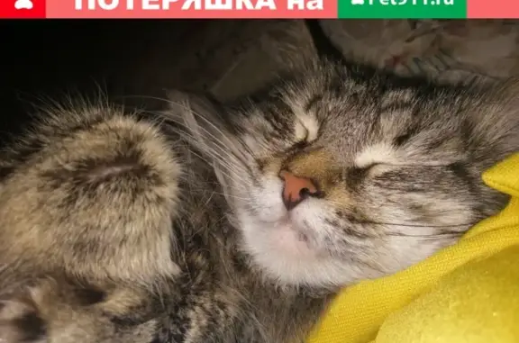 Кошки потеряшки, Ижевск, фото: Потеряшка кот Кузя на ул. Майская 54!