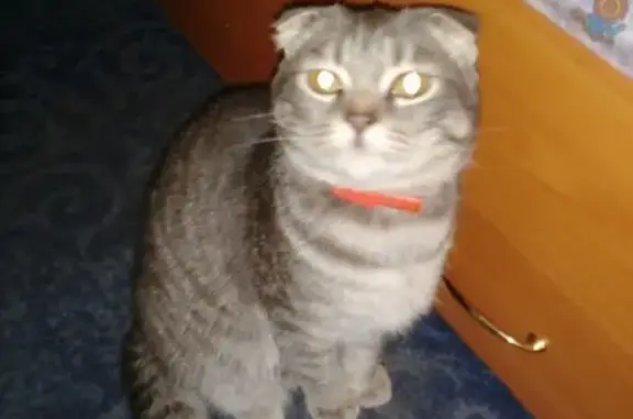 Пропала кошка Соня в Трёхгорном, Челябинская область