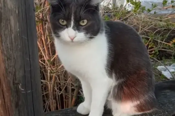 Кошки потеряшки, Ижевск, фото: Потеряшка кошка Муся на Сабурова, 73