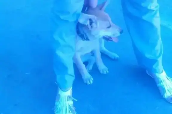 Найдена собака у 5-ой поликлиники, Тамбов