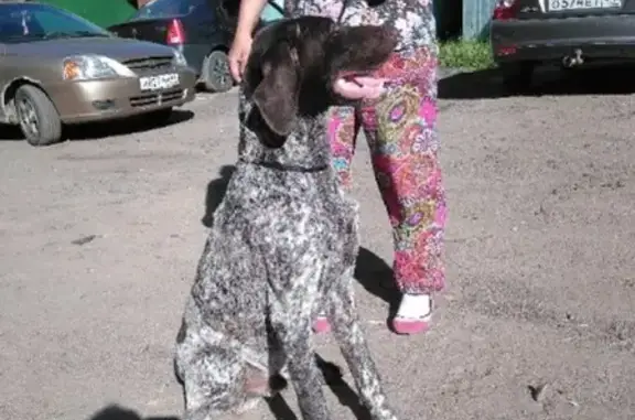 Найдена собака породы курцхаар в Костроме