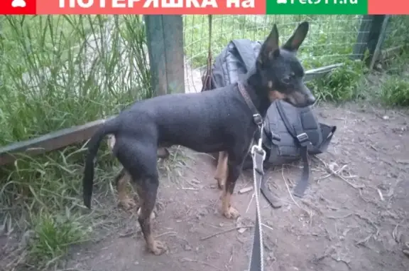Найдена собака в парке Щёлково