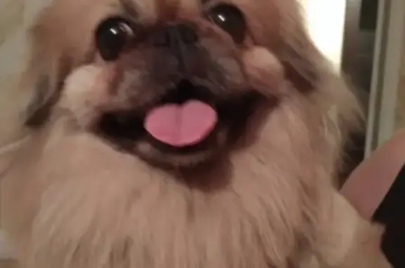 Найдена собака, Нижний Новгород, фото: Найдена собака на ул. Тихорецкой в Нижнем Новгороде