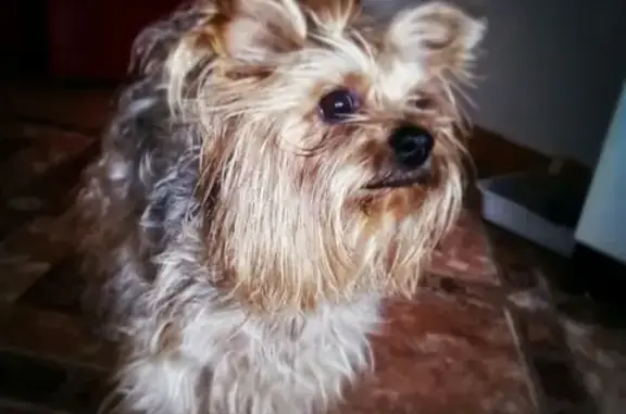 Собаки потеряшки, город Венёв, фото: Потеряшка собака в Венёве, район старого городского сада.