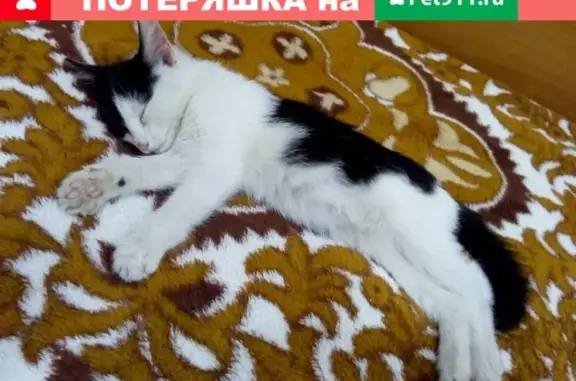 Пропала кошка на улице Чайковского, Магнитогорск