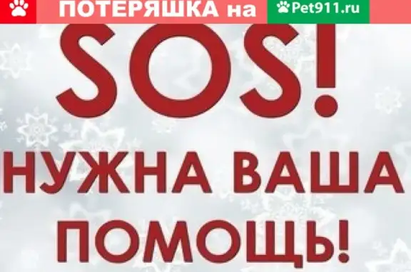 Кошки потеряшки, Киров, фото: Потеряшка кошка на ул. Маклина 59а, вознаграждение.