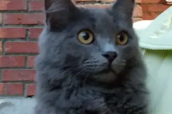 Найден серый кот во дворе дома в Томске