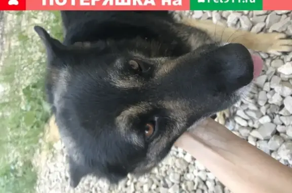 Собака найдена в поселке Малахово, ищем хозяина!