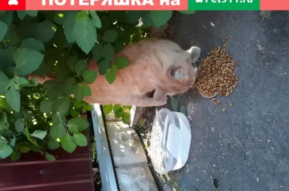 Найдена рыжая кошка на ул. Нахимова в Королеве