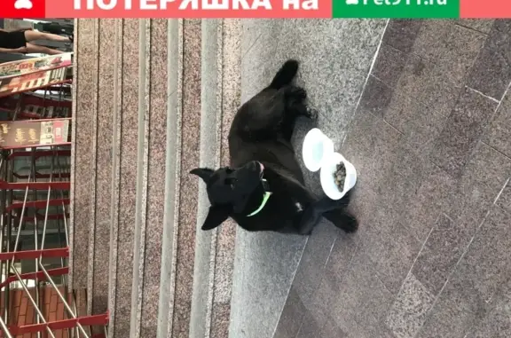 Найдена собака возле центра в Люберцах, не ест и не пьет