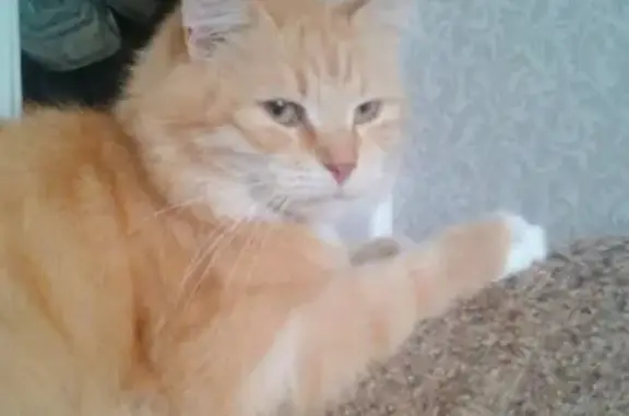 Пропала кошка на Большой Московской, 7 лет, рыжая с белой грудкой.