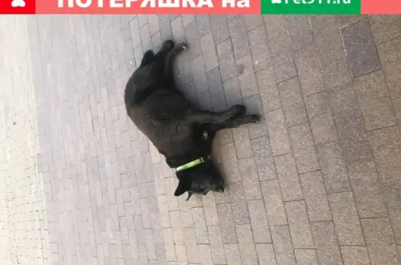 Найдена крупная собака возле ТЦ Люберецкие торговые ряды