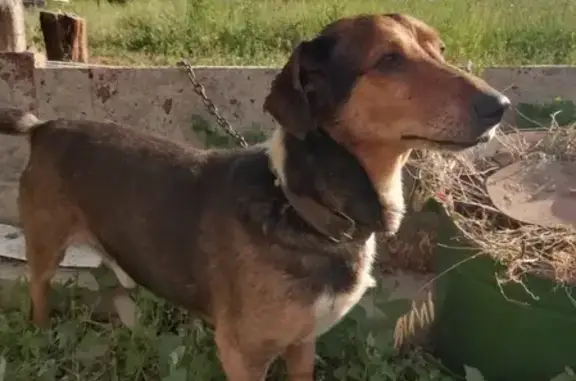 Найдена собака на ул. Мелиораторов, Волгоград