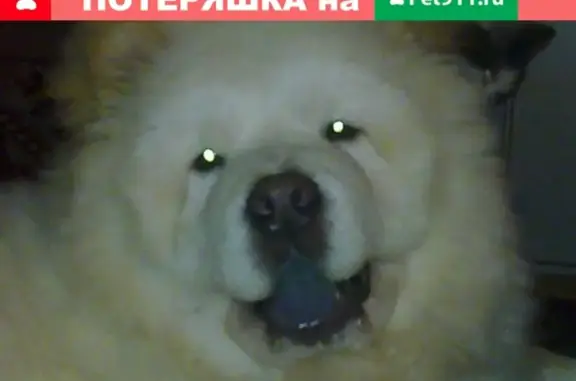 Пропала собака Юнит в поселке Часцы, Московская область
