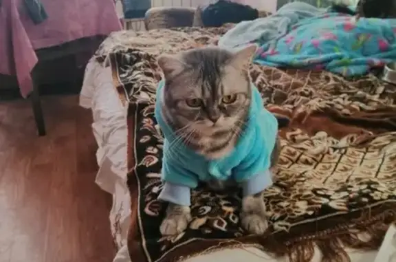 Пропала кошка Моня в Алапаевске