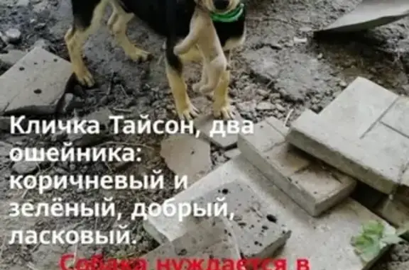 Пропала собака Тайсон в Новочеркасске, нуждается в лечении