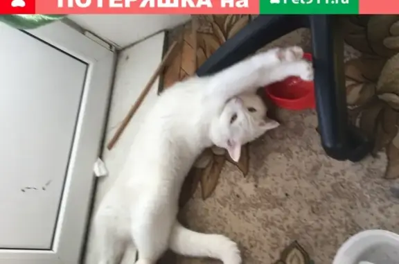 Найдена кошка на Дмитрия Ульянова, ищем хозяина