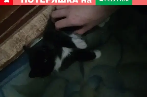 Пропал котенок Филя в районе Авдотьино, Иваново