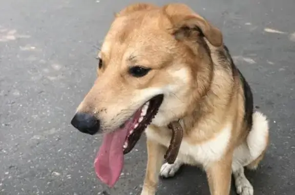 Найден пёс в коричневом ошейнике, район Сокол, Москва