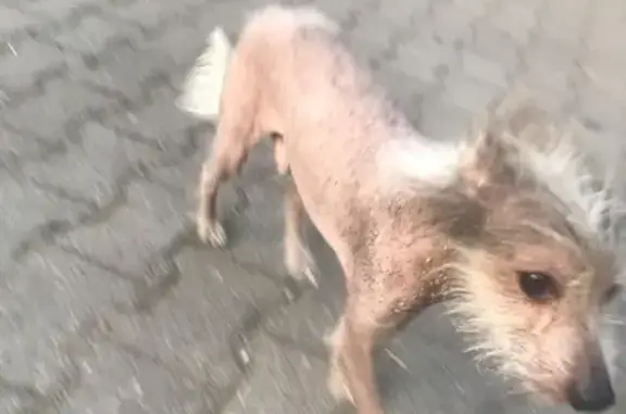 Собака найдена на ул. Дзержинского в Калининграде