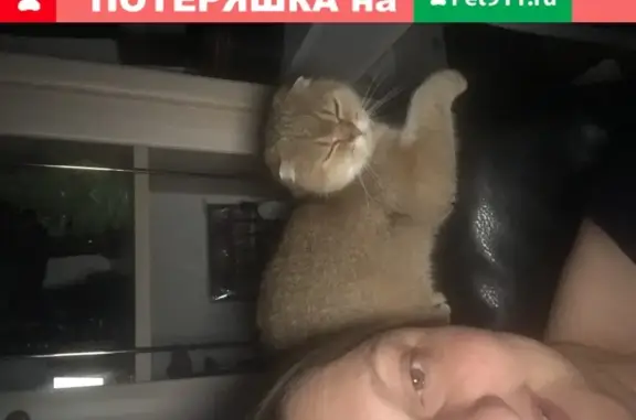 Пропала золотая кошка в Москве