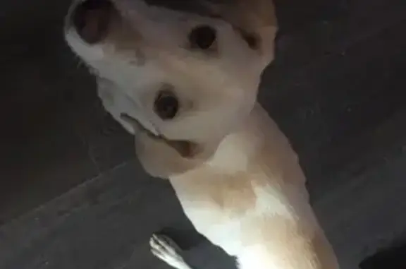 Собака Мальчик найдена в СПб, метро Парнас