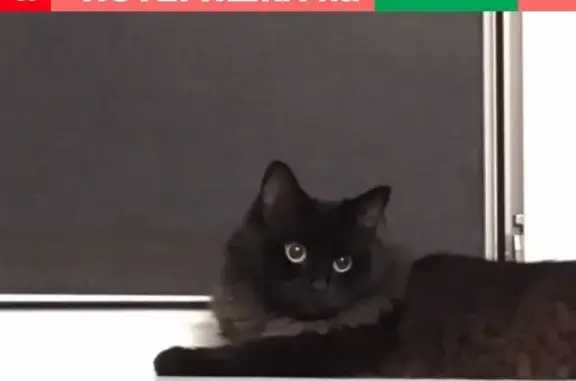 Потерянные животные Москва, фото: Пропала кошка в Отрадном, Москва, темная шерсть, 11 лет.