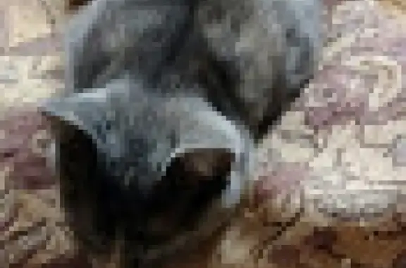 Кошки потеряшки, Москва, фото: Потеряшка кошка в районе Зюзино, звоните по номерам.