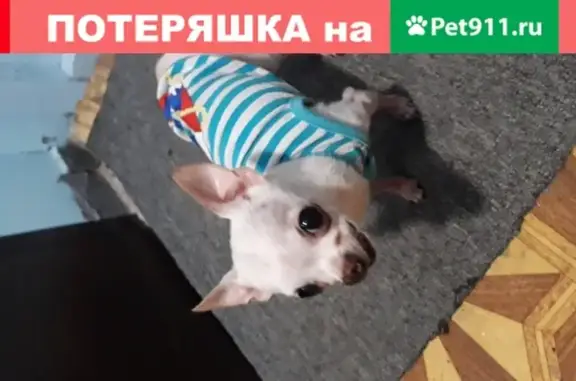 Собака Кобелек найдена в Химках в полосатой майке
