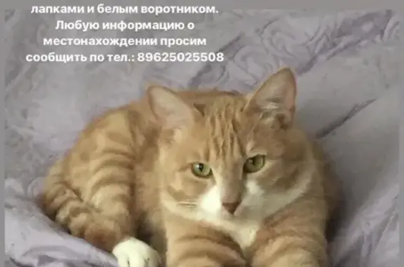 Пропала кошка Персик, ул. Служебная 15, Хабаровск