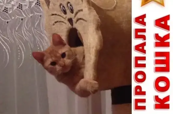 Кошки потеряшки, Колмогорово, фото: Потеряшка рыжий кот в селе Колмогорово, Яшкинский район