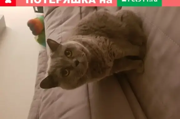 Пропала кошка Диана в Апрелевке, вознаграждение