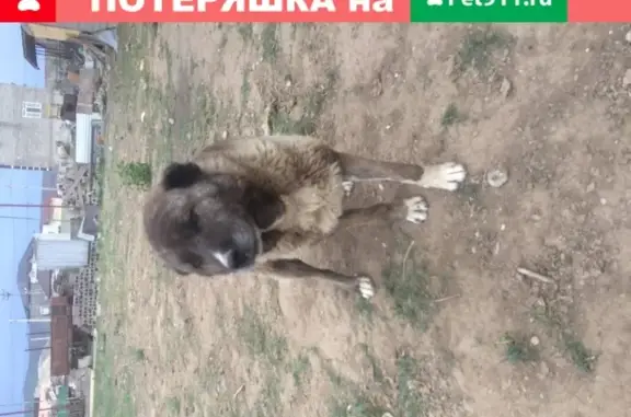 Собака найдена в Кизилюрте, Дагестан.