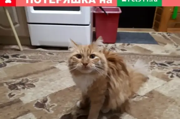 Найден пушистый котик на ул.Калинина-Невская (Тюмень)