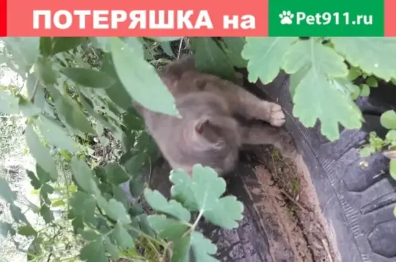 Пропала кошка: найдена в Пушкине, ул. Железнодорожная, 14