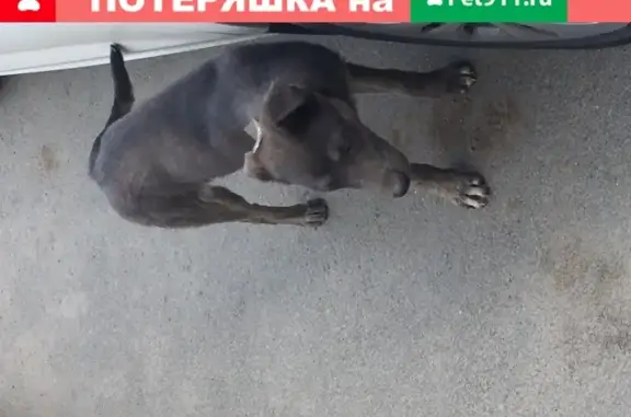 Найдена серая собака на ул. Петра Сумина, Челябинск