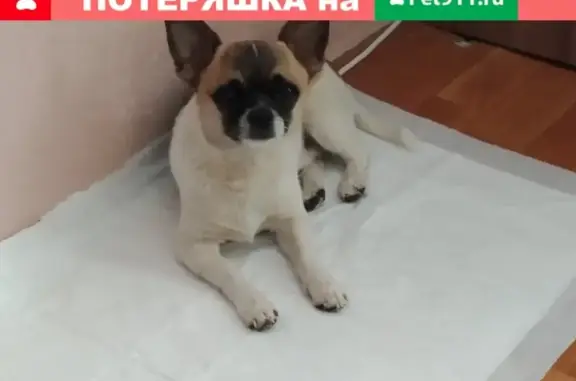 Пропала собака Чухуахуа на Октябрьской улице, Александров