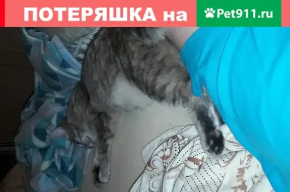 Кошки потеряшки, Москва, фото: Потеряшка кошка Майя на ул. Молостовых, Москва