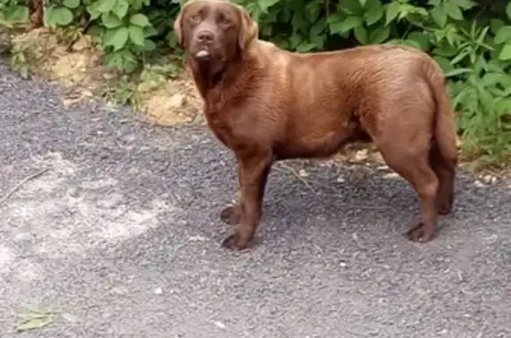 Найдена добрая собака в Орле, ищем хозяев