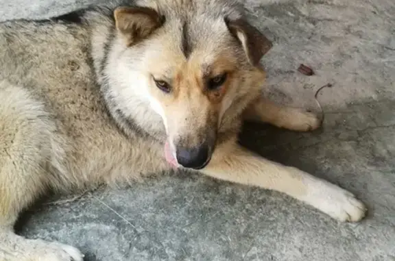 Найден упитанный домашний пёс в Чехове-2