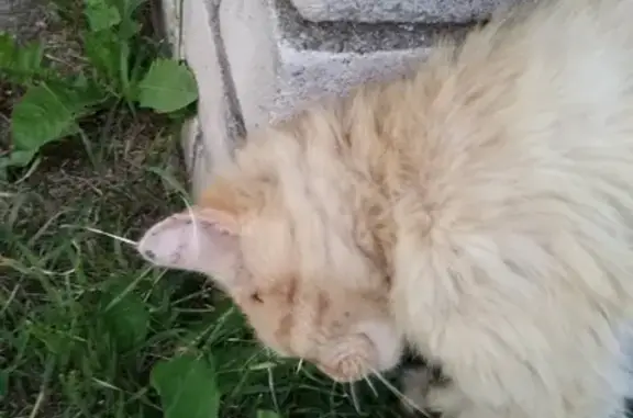 Найдена светло-рыжая кошка в Конаковском районе
